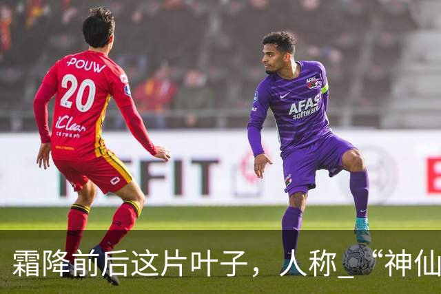 霜降前后这片叶子，人称 “神仙叶”！晒干熬汤泡水喝，润肺疏肝！
